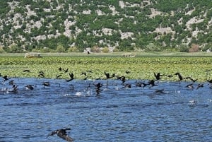Skadar Lake kayak rent: A Journey Through Tranquility