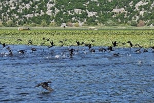 Skadar Lake kayak tour: A Journey Through Tranquility