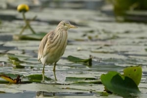 Skadar Lake Nature Cruise with Free Drinks