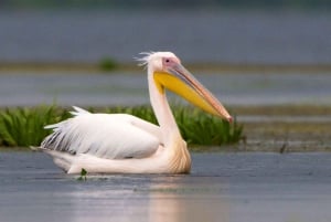 Skadar Lake Nature Cruise with Free Drinks