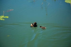 Stand Up Paddleboard on Skadar Lake - An Epic Adventure !