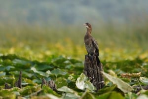 SUNSET/SUNRISE PRIVATE BOAT TOUR ON SKADAR LAKE (2H)