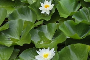 Hidden Pearl Paradise of Lake Skadar