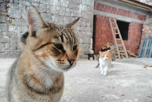 Unique gastro experience with locals in hills above Budva!