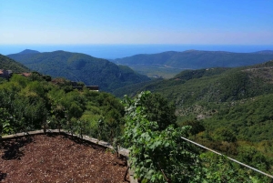 Unique gastro experience with locals in hills above Budva!