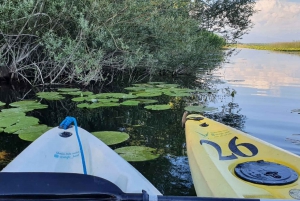 Virpazar: Skadar Lake Nature Kayak Tour with Written Guide