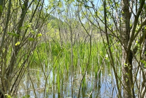 Virpazar: Skadar Lake Nature Kayak Tour