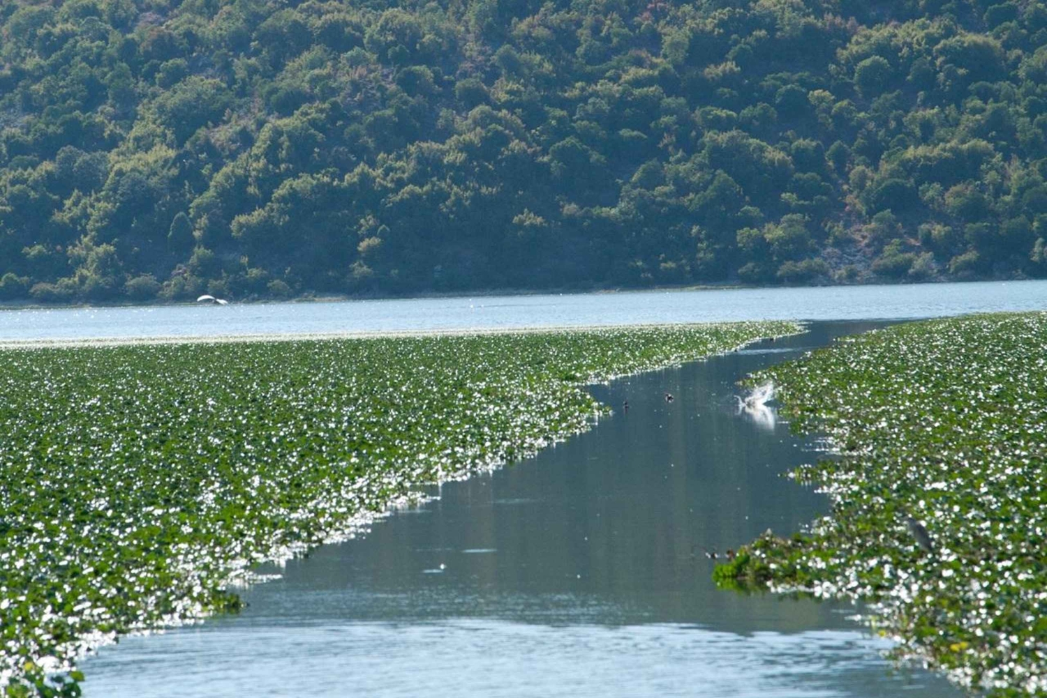 Virpazar–Skadar Lake: 2h cruise on a traditional wooden boat