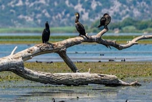 Virpazar : Skadar Lake Group Tour With Bird watching