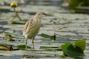 Virpazar: Skadar Lake PRIVATE Boat Tour to KOM MONASTERY