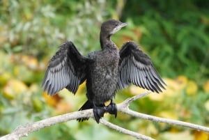 Virpazar: Skadar Lake PRIVATE Boat Tour to KOM MONASTERY