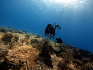 Diving at Lustica Peninsula