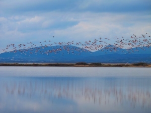 Flamingos Flock in the Saline in Ulcinj
