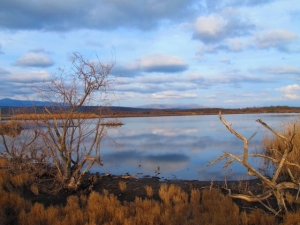 Saline in Ulcinj - Birdwatchers' Paradise