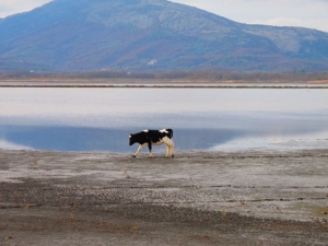 Usual Scenery in the Saline of Ulcinj