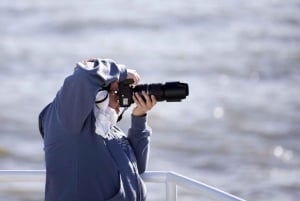 Berthier-sur-Mer: Razorbill Penguin Observation Cruise