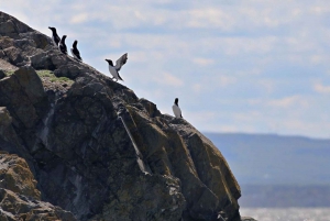 Berthier-sur-Mer: Razorbill Penguin Observation Cruise