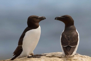 Berthier-sur-Mer: Razorbill Penguin Observation Cruise