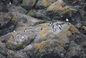 Berthier-sur-Mer: Razorbill Penguin Observation Cruise