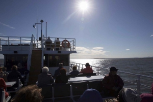 Berthier-sur-Mer: Razorbill Penguin Observation Cruise