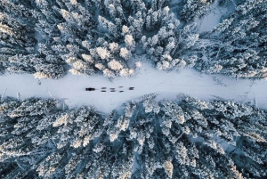 Montreal: Canadian Forest Guided Tour by Snowmobile