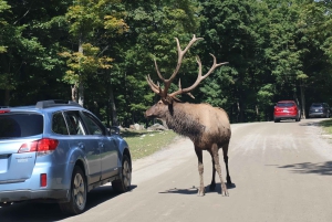 From Montreal: Omega Park Wildlife Safari Calling Sounds