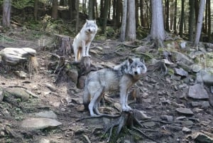 From Montreal: Omega Park Wildlife Safari Calling Sounds
