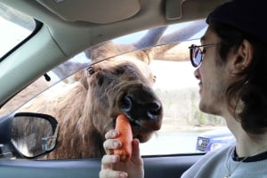 From Montreal: Omega Park Wildlife Safari Calling Sounds