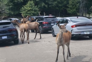 From Montreal: Omega Park Wildlife Safari Calling Sounds