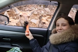 From Montreal: Omega Park Wildlife Safari Calling Sounds