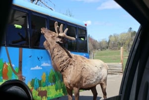 From Montreal: Omega Park Wildlife Safari Calling Sounds