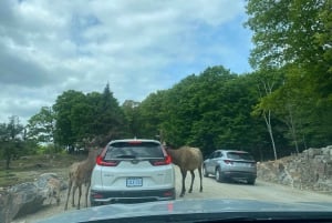 From Montreal: Omega Park Wildlife Safari Calling Sounds