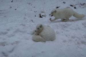 From Montreal: Omega Park Wildlife Safari Calling Sounds