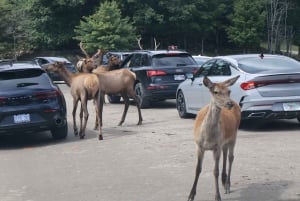 From Montreal: Omega Park Wildlife Safari Calling Sounds