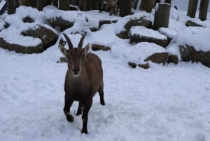 From Montreal: Omega Park Wildlife Safari Calling Sounds