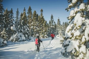 Von Montreal: Sept-Chutes Regional Park Wandern und Schwimmen