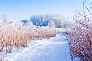 Îles-de-Boucherville: Park Entry with Fat-bike Rental