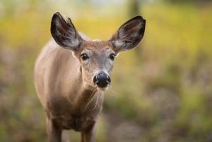 Montreal: Ecomuseum Zoo Entry Ticket