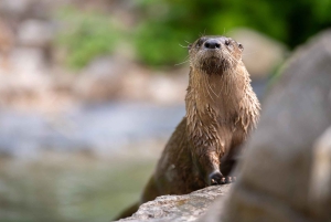 Montreal: Ecomuseum Zoo Entry Ticket