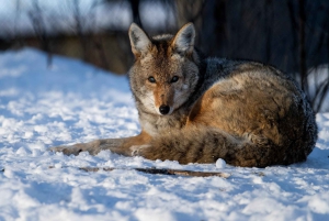 Montreal: Ecomuseum Zoo Entry Ticket