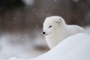 Montreal: Ecomuseum Zoo Entry Ticket