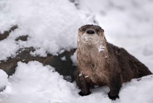 Montreal: Ecomuseum Zoo Entry Ticket