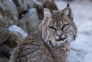 Montreal: Ecomuseum Zoo Entry Ticket