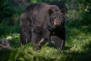 Montreal: Ecomuseum Zoo Entry Ticket