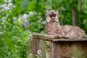 Montreal: Ecomuseum Zoo Entry Ticket