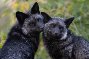 Montreal: Ecomuseum Zoo Entry Ticket