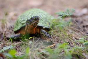 Montreal: Ecomuseum Zoo Entry Ticket