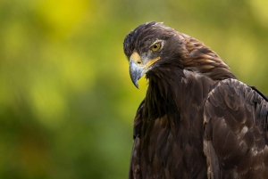 Montreal: Ecomuseum Zoo Entry Ticket