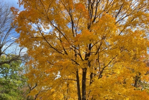 Montreal: Guided tour of the Laurentides Mont Tremblant