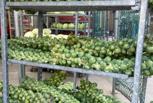 Montreal: Jean-Talon Market Non Touristy Walking Food Tour